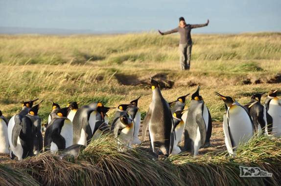 Nosso reencontro com pinguins rei em uma pinguinera na Terra do Fogo, no sul do Chile